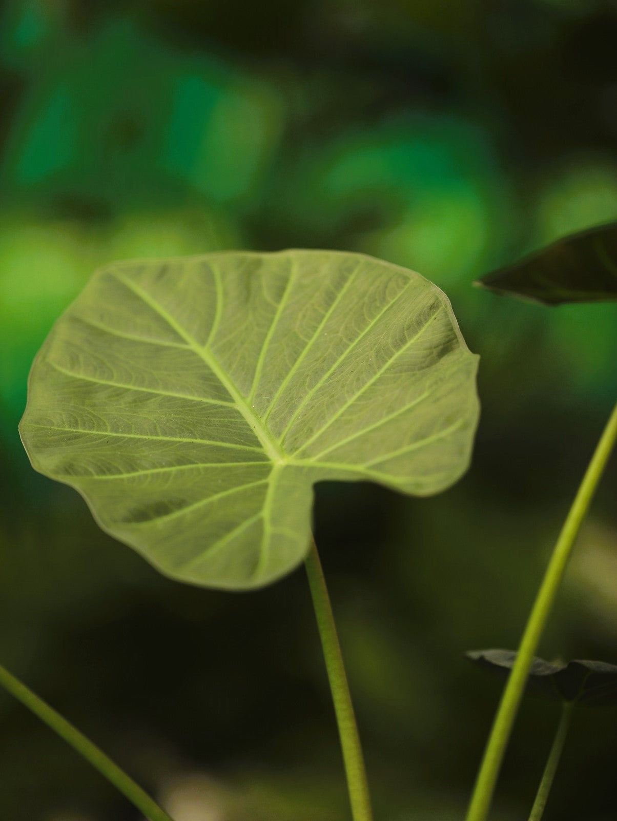 Alocasia Regal Shield