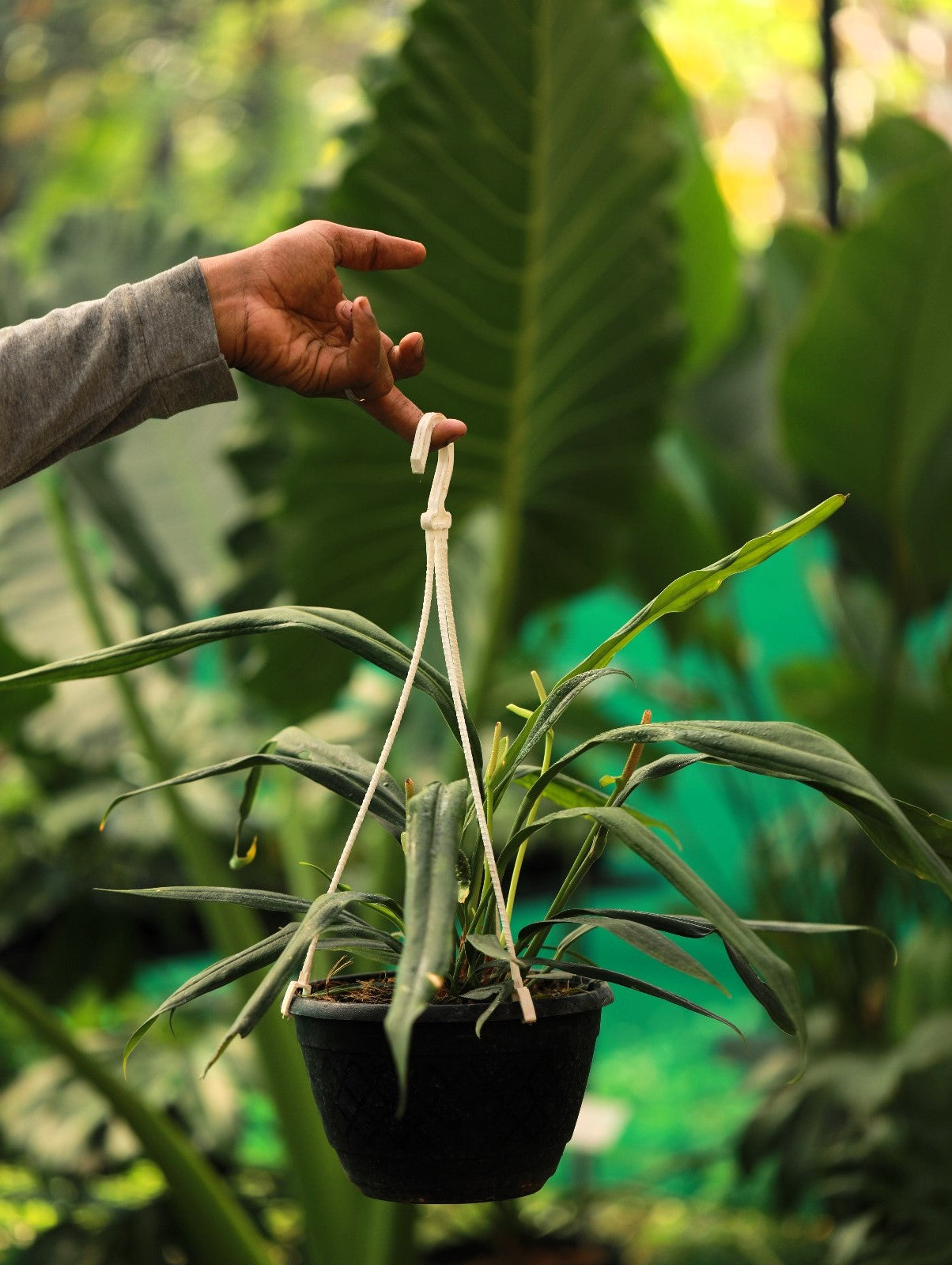 Anthurium Bakeri