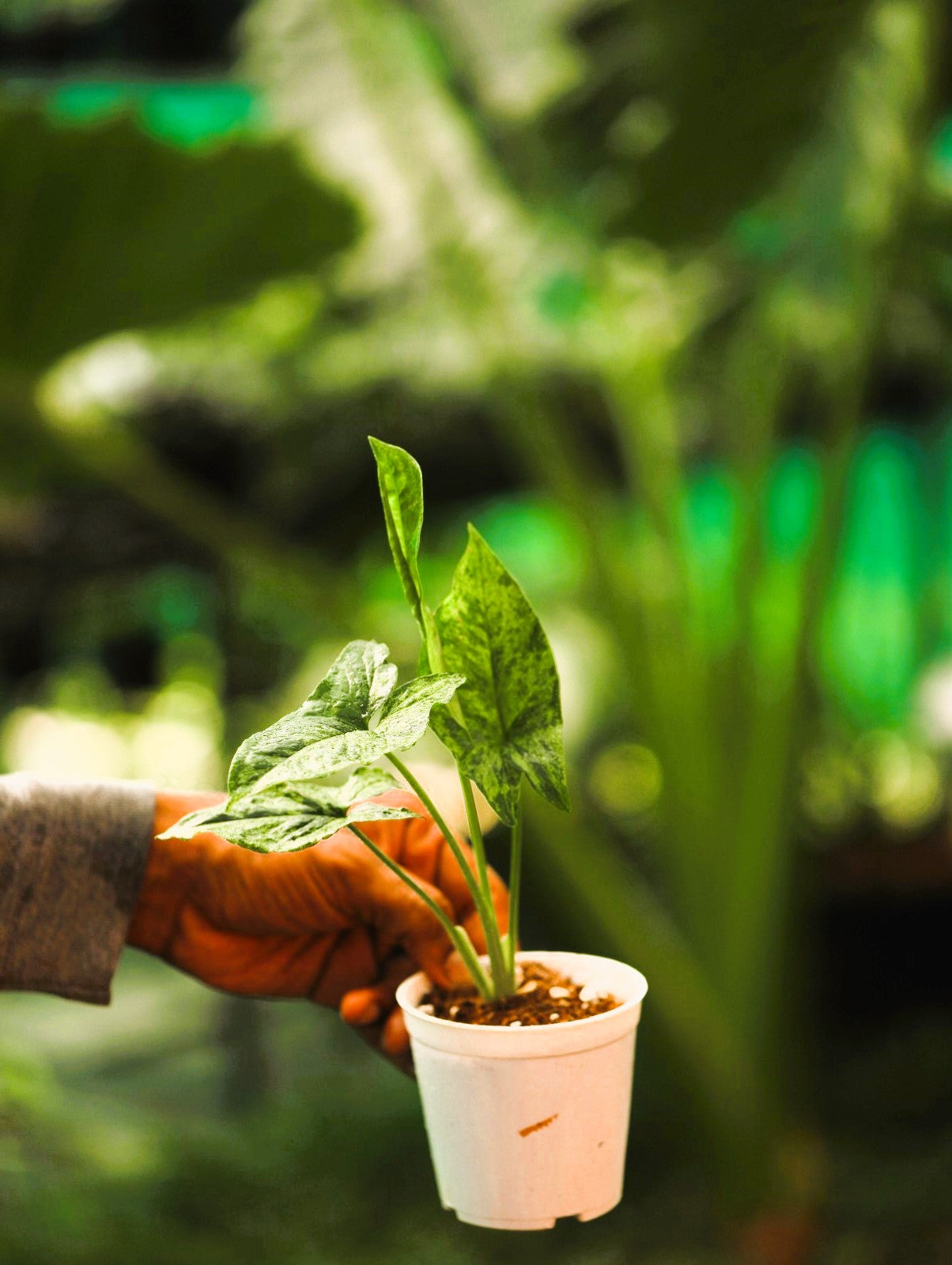 Syngonium Mojito