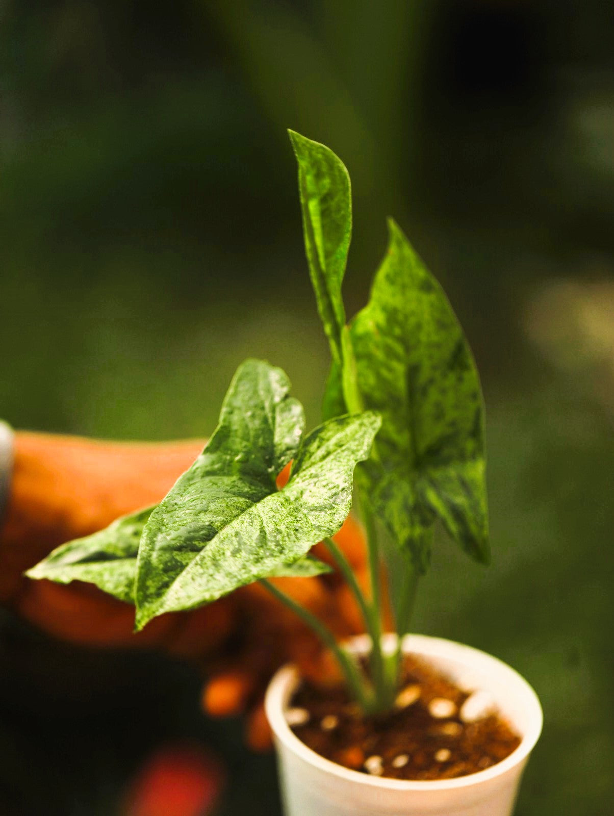 Syngonium Mojito