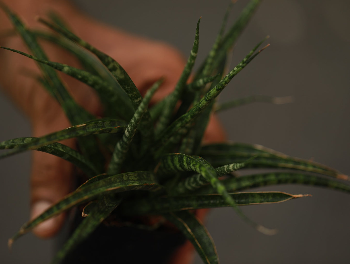 Sansevieria Bacularis 'Mikado'