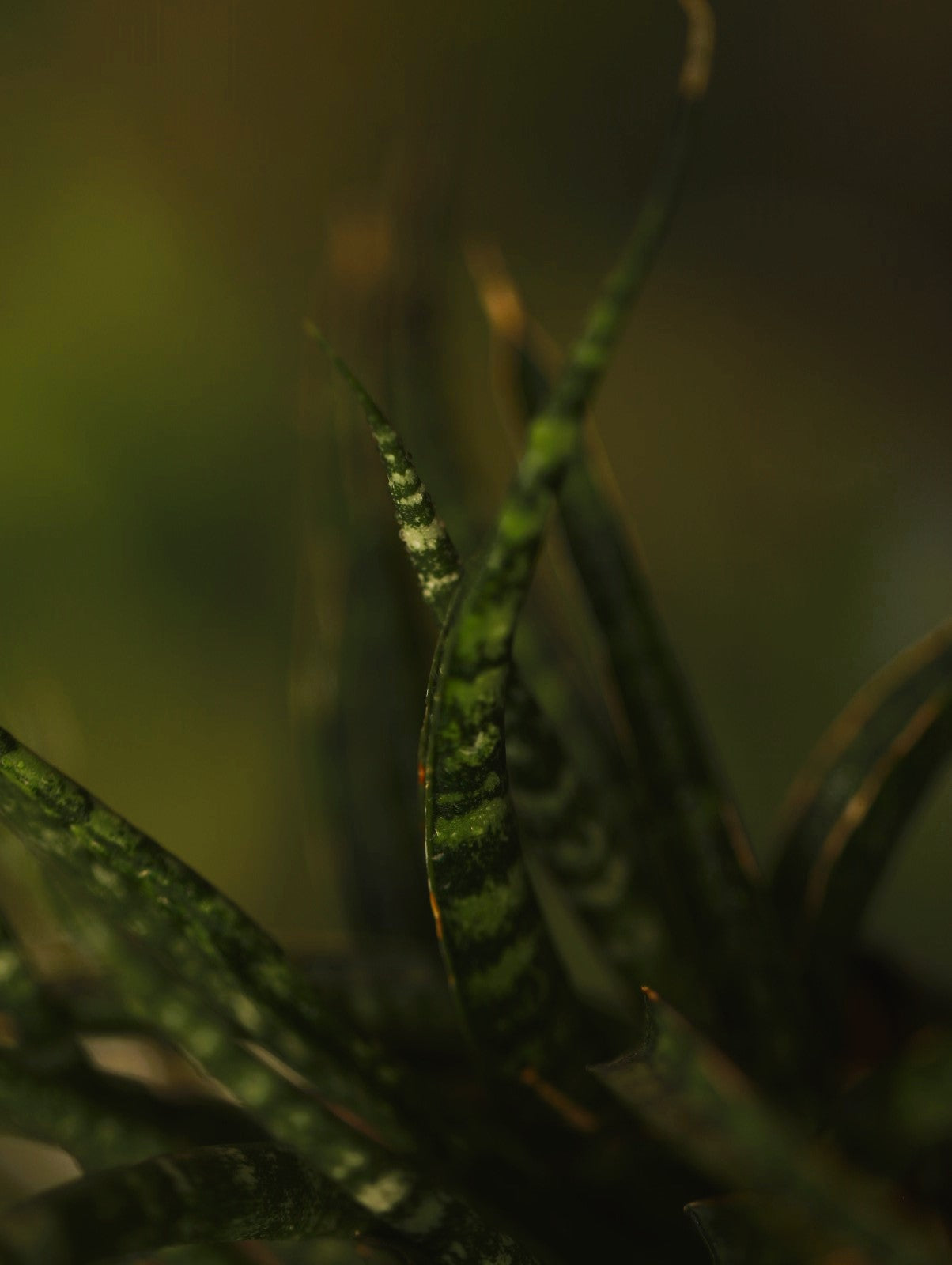 Sansevieria Bacularis 'Mikado'