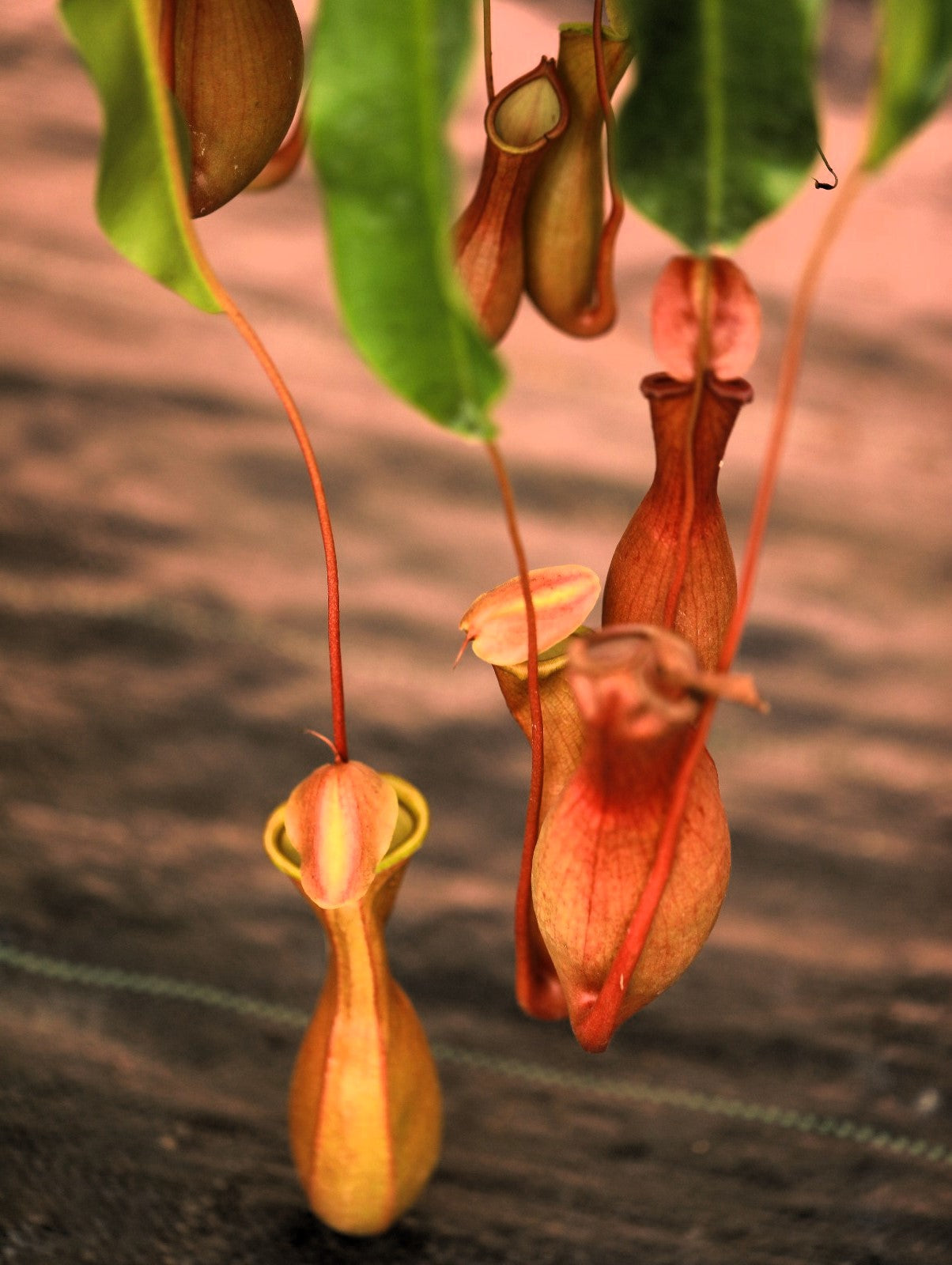Pitcher Plant