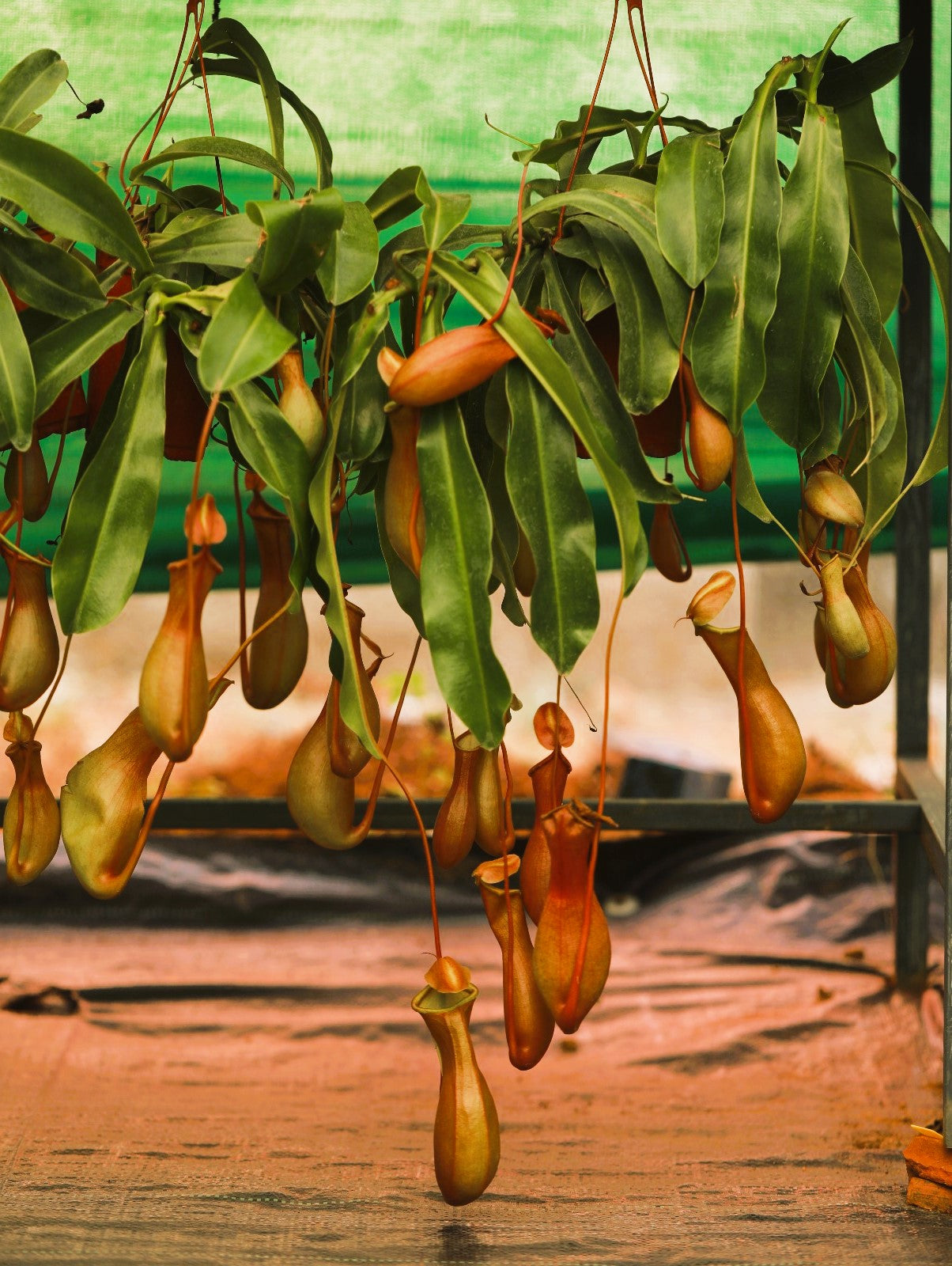 Pitcher Plant