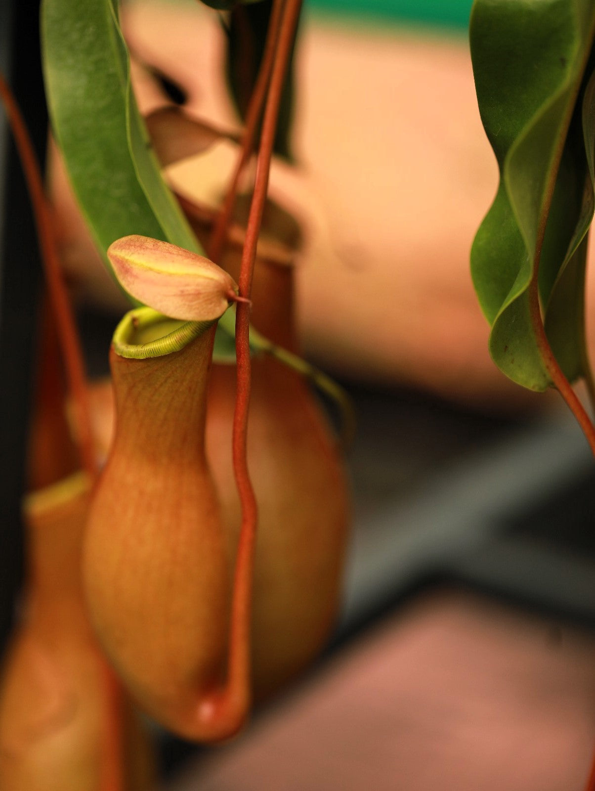 Pitcher Plant