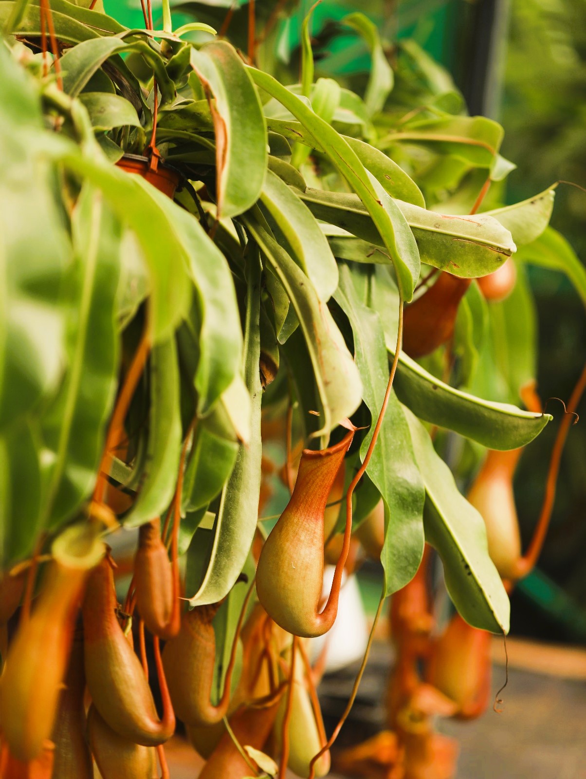 Pitcher Plant