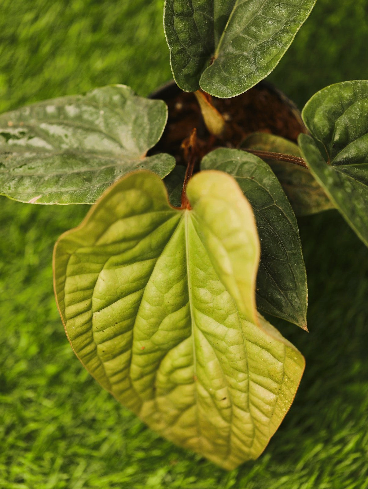 Anthurium Radicans x Luxurian