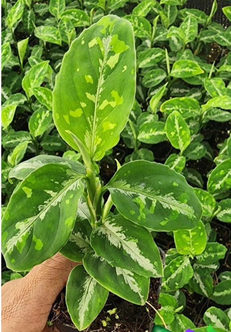 Aglaonema Tricolour Pictum