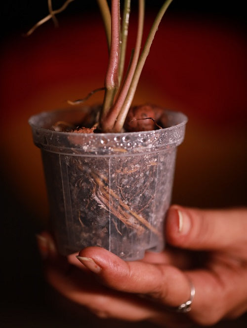 transparent pot plant Recycle Transparent Aroid Pots ( Pack of 20) – Growcerys