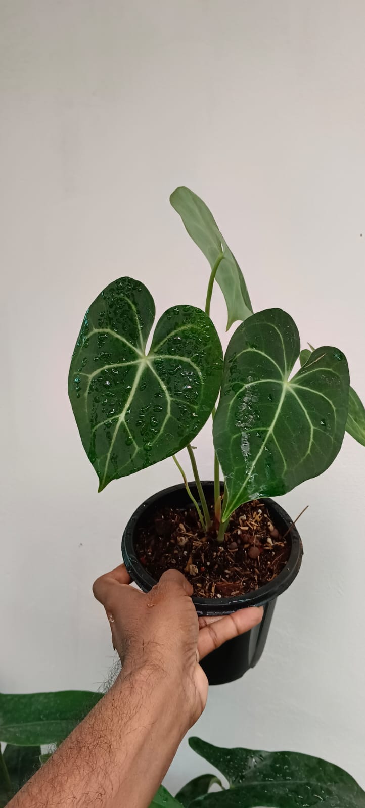 Anthurium Clarinervium