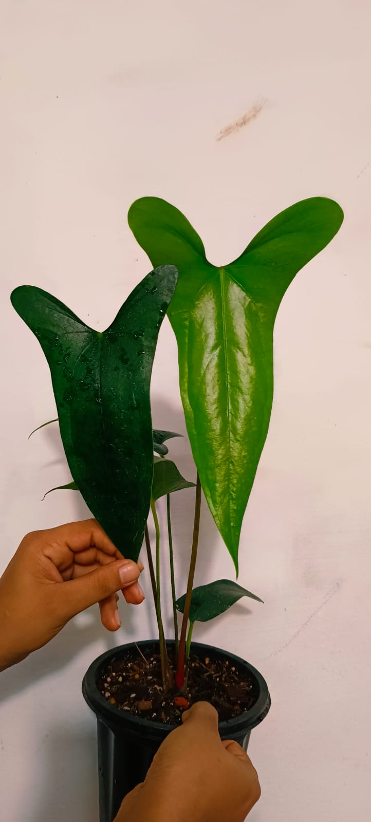 Anthurium Nigrolaminum Gigi