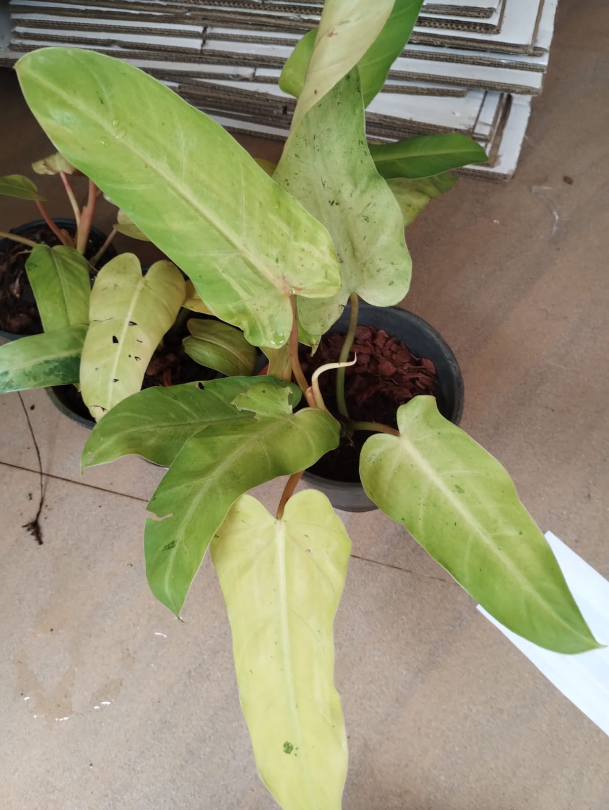 Philodendron Whipple Way