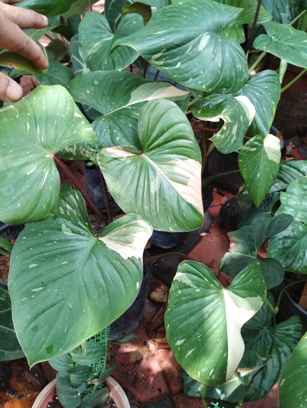 Homalomena Star Dust 'Variegated'