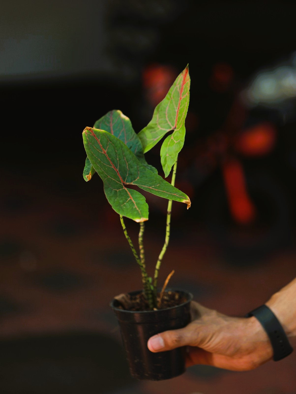 Cyrtosperma Johnstonii