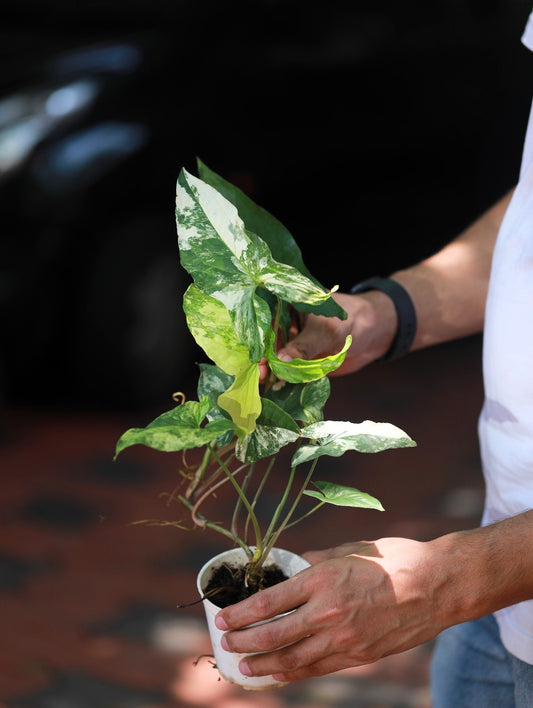 Syngonium Podophyllum "Albo Variegata"