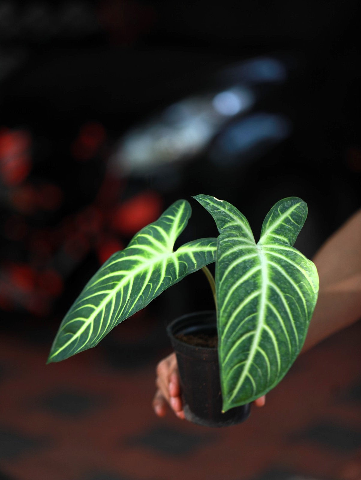 Caladium Lindenii