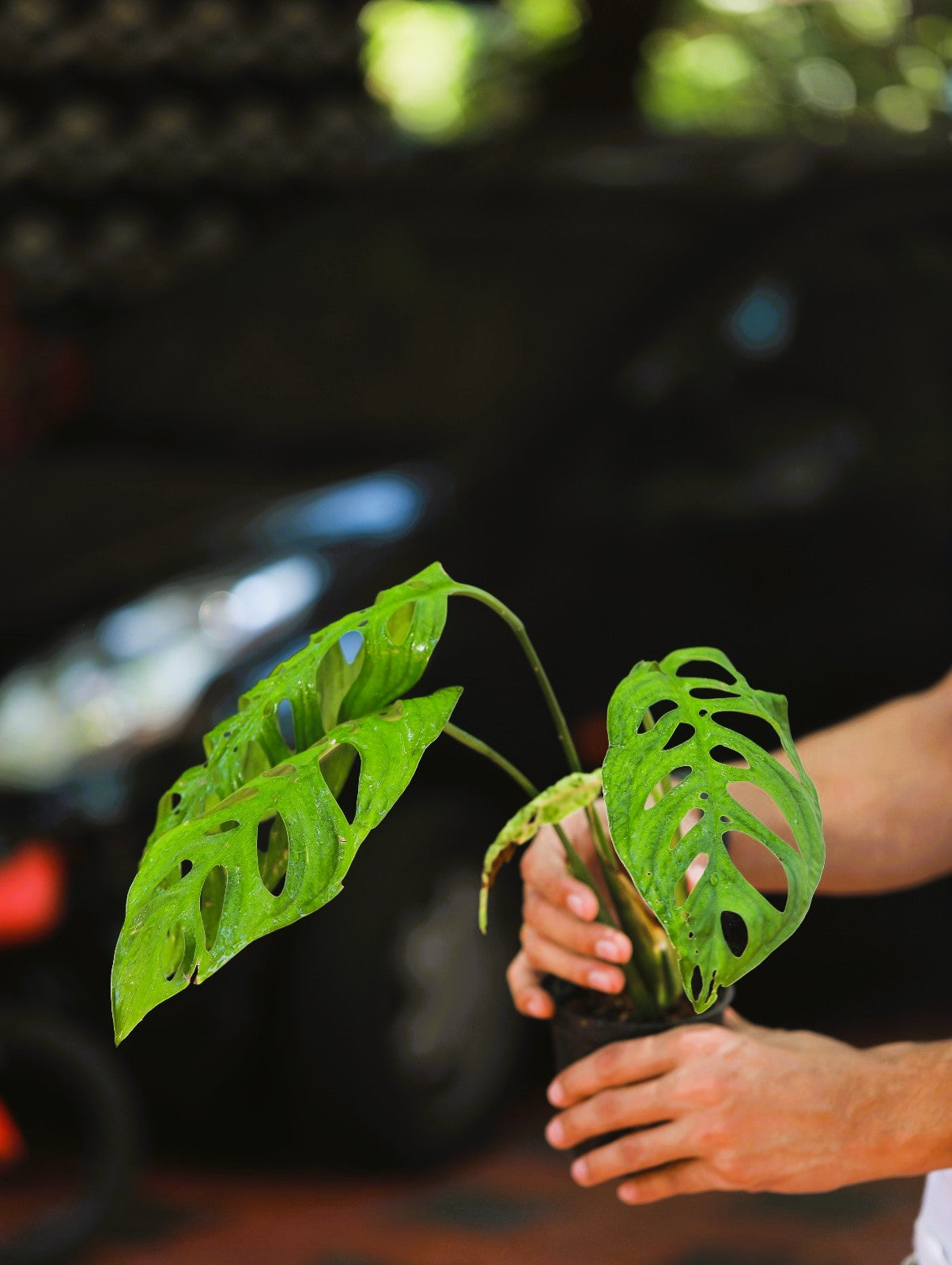 Monstera Esqueleto