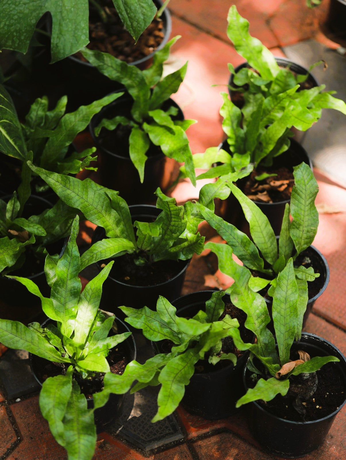 Crocodile Fern