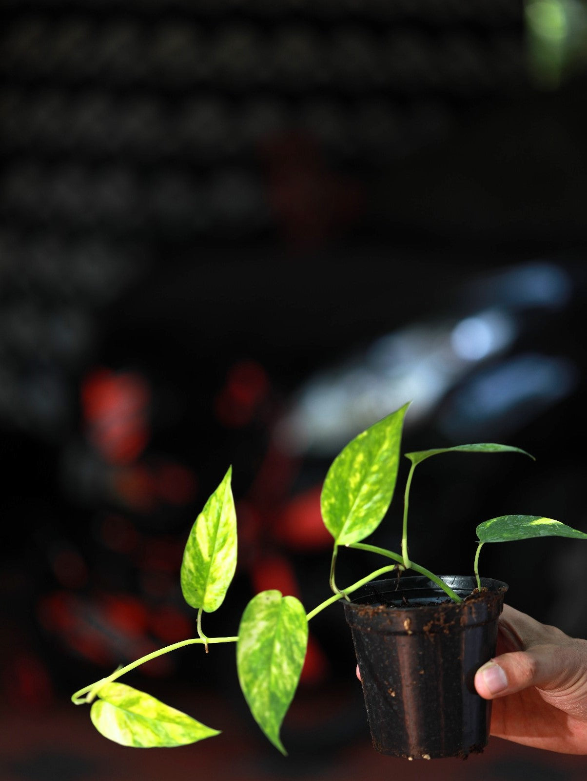 Epipremnum Flame Aurea Variegated
