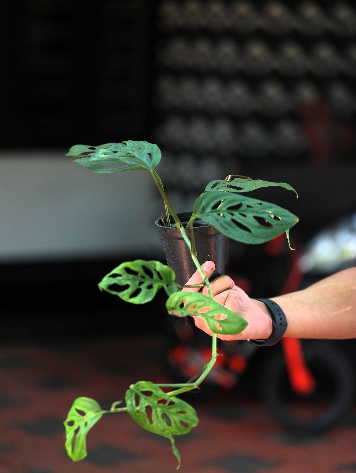 Monstera Lechleriana