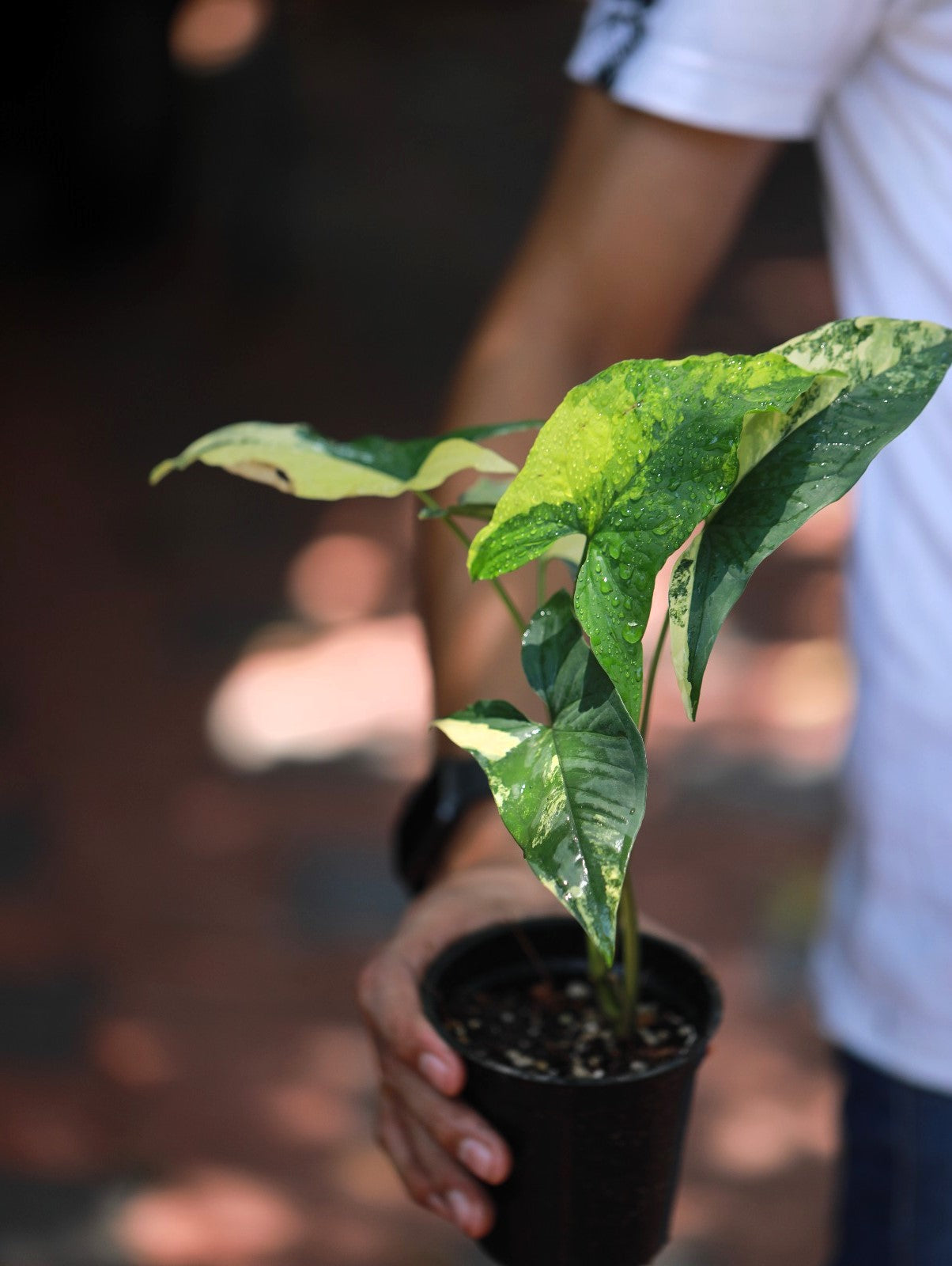 Syngonium Aurea