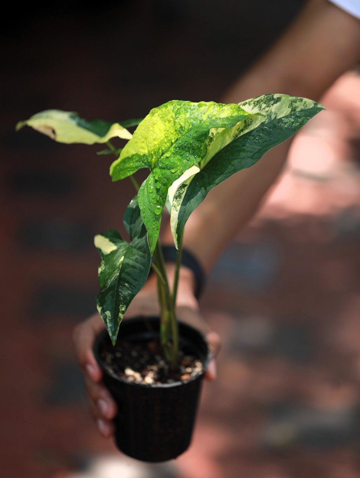 Syngonium Aurea