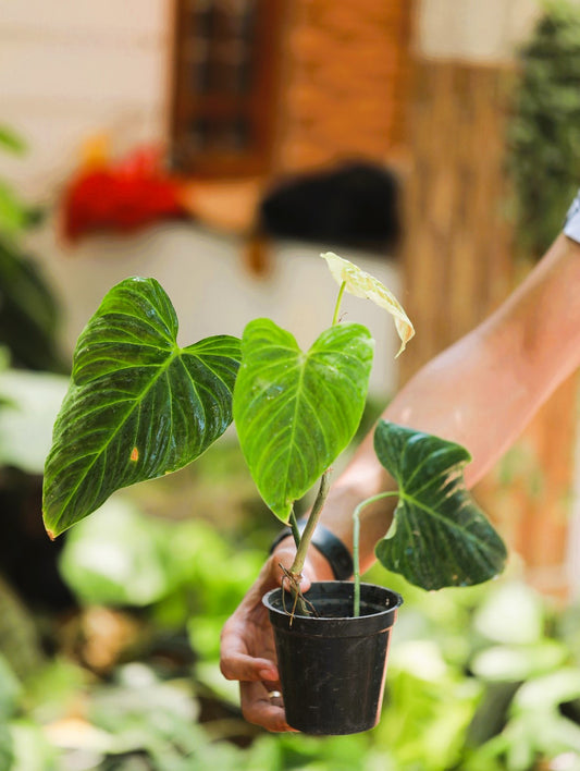 Philodendron Splendid 'Matured'