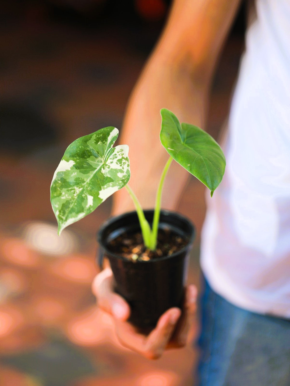 Alocasia Variegated 'Bulb'