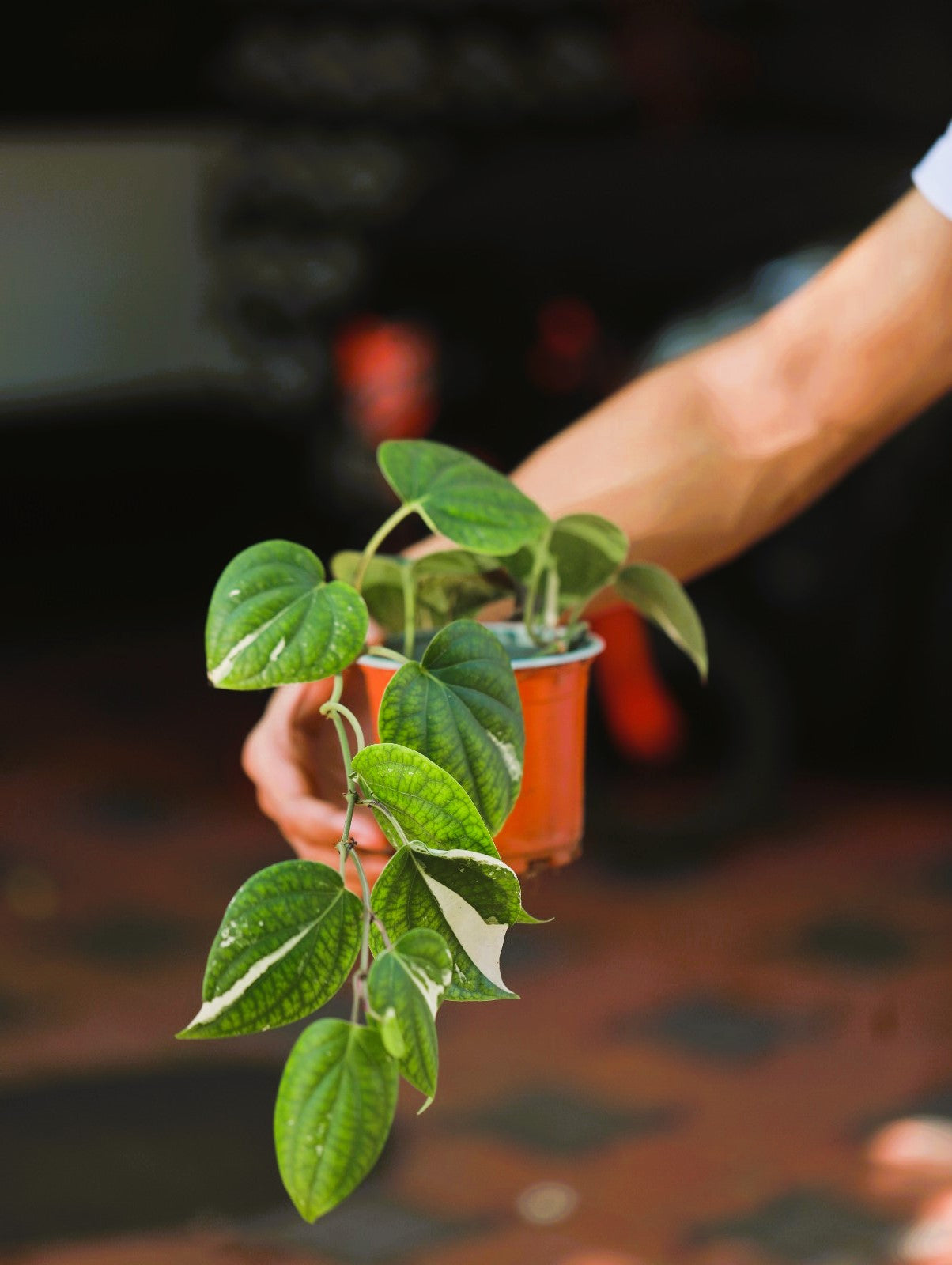 Variegated Betel Leaf Maghai Paan