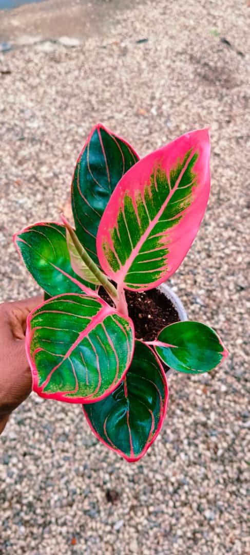 Aglaonema Khanza