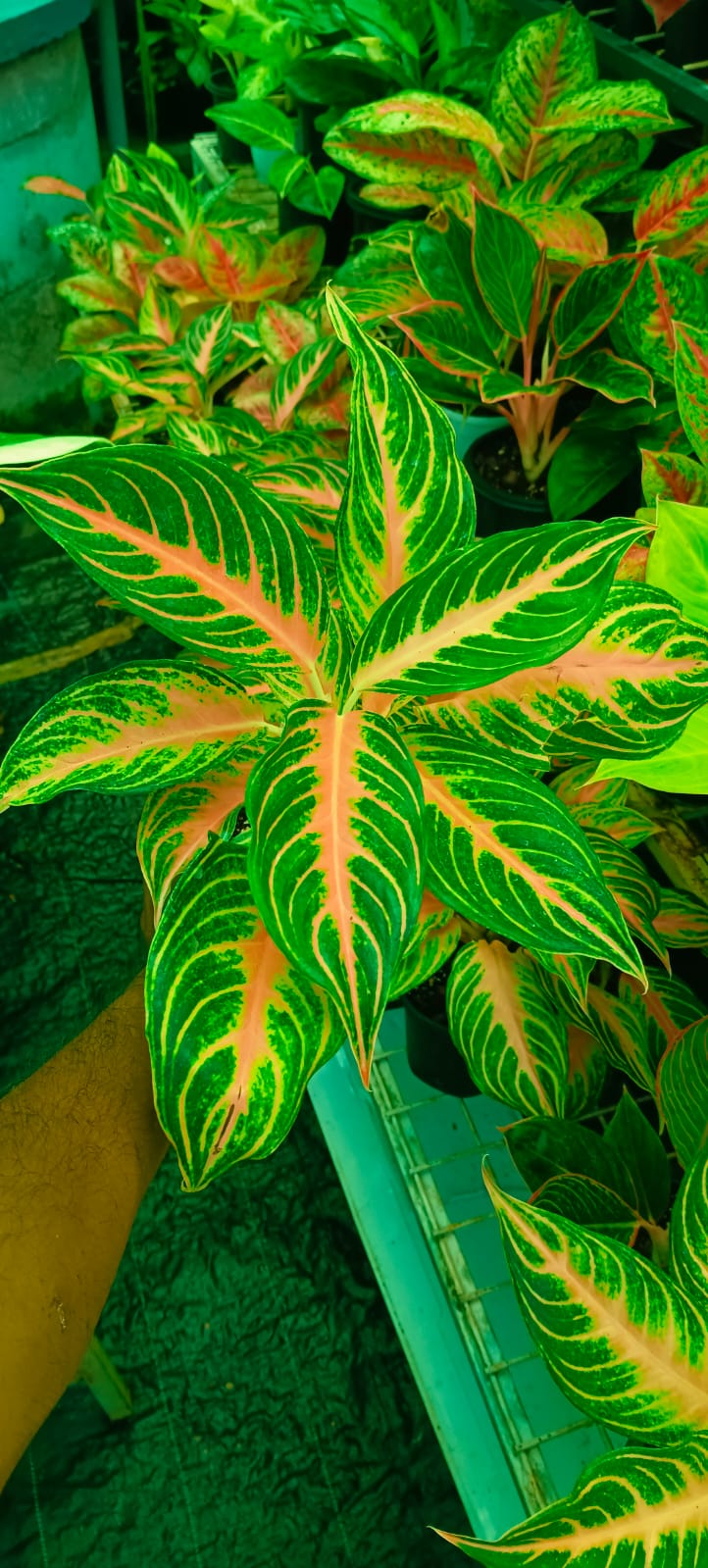 Aglaonema Pink Panama