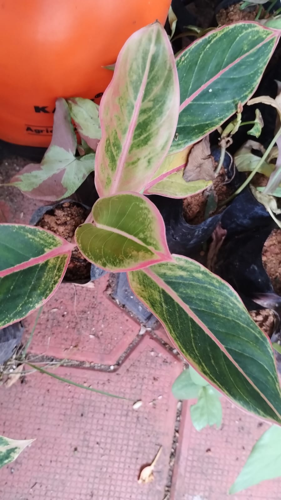 Aglaonema Pink Lipstick