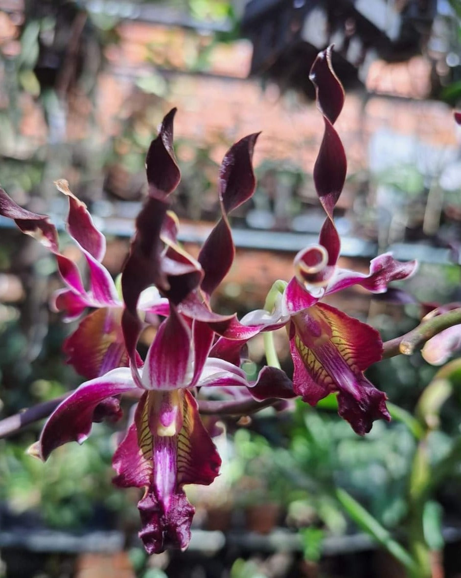 Dendrobium Jairak Antelope