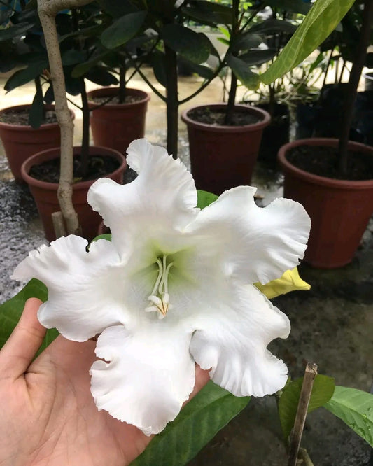 Beaumontia Grandiflora/ Easter Lily Vine