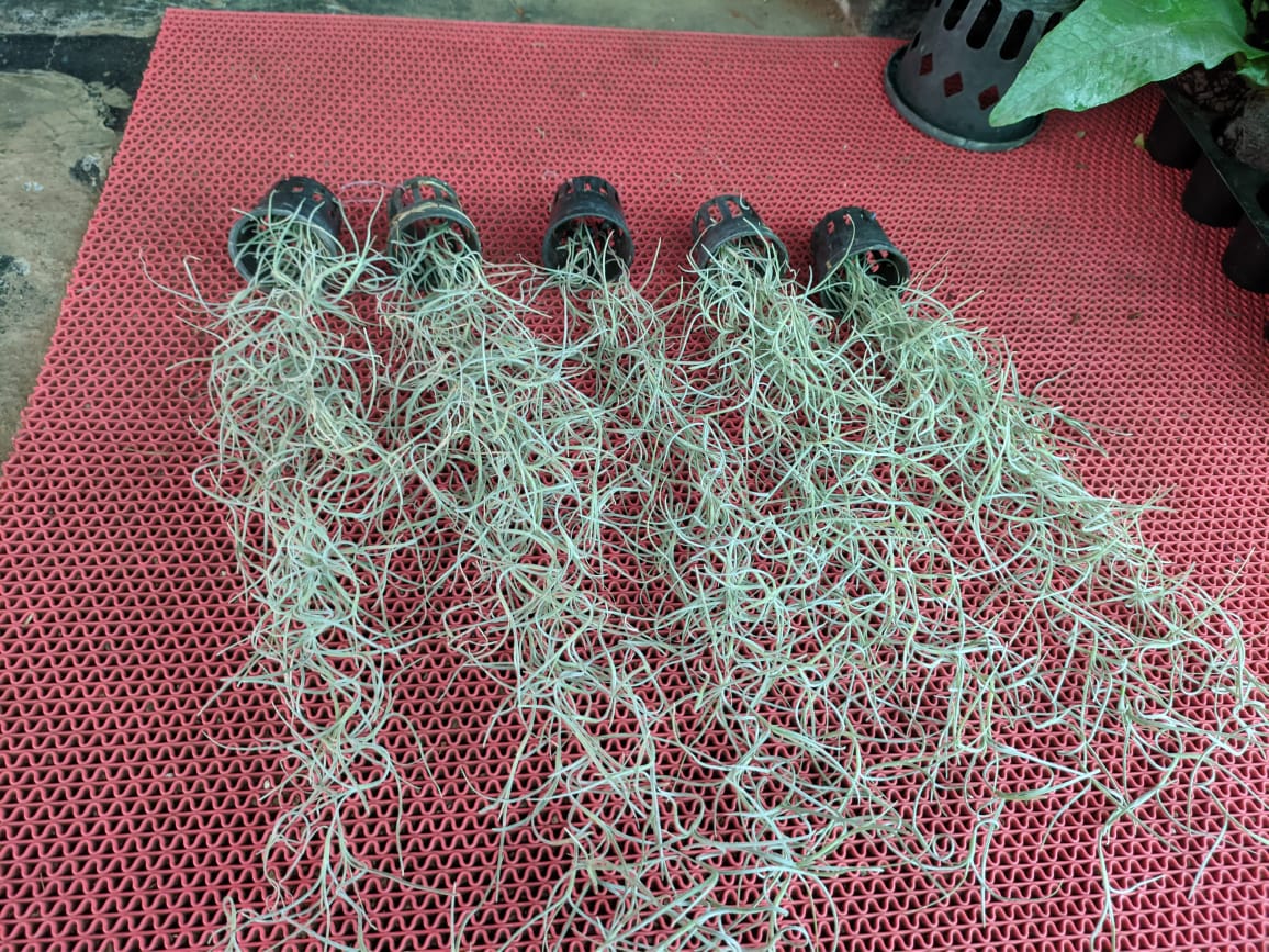 Spanish Moss