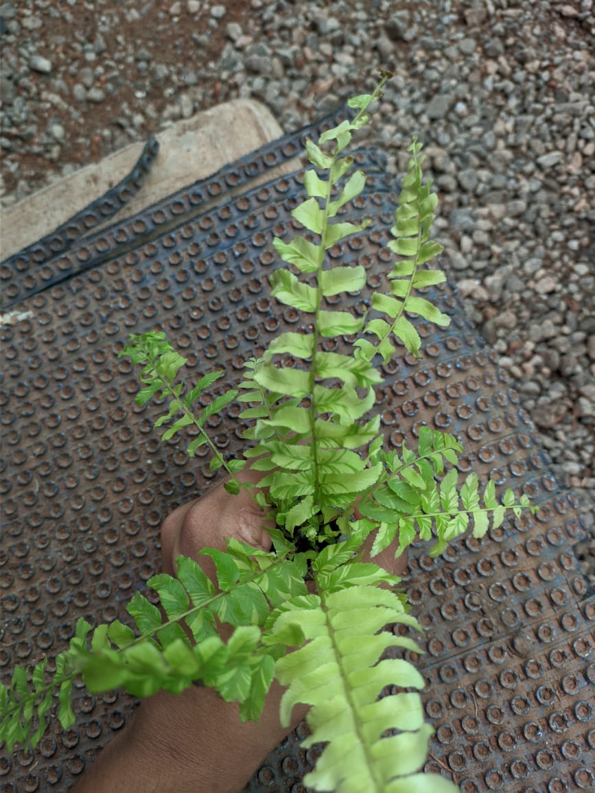 Boston Fern