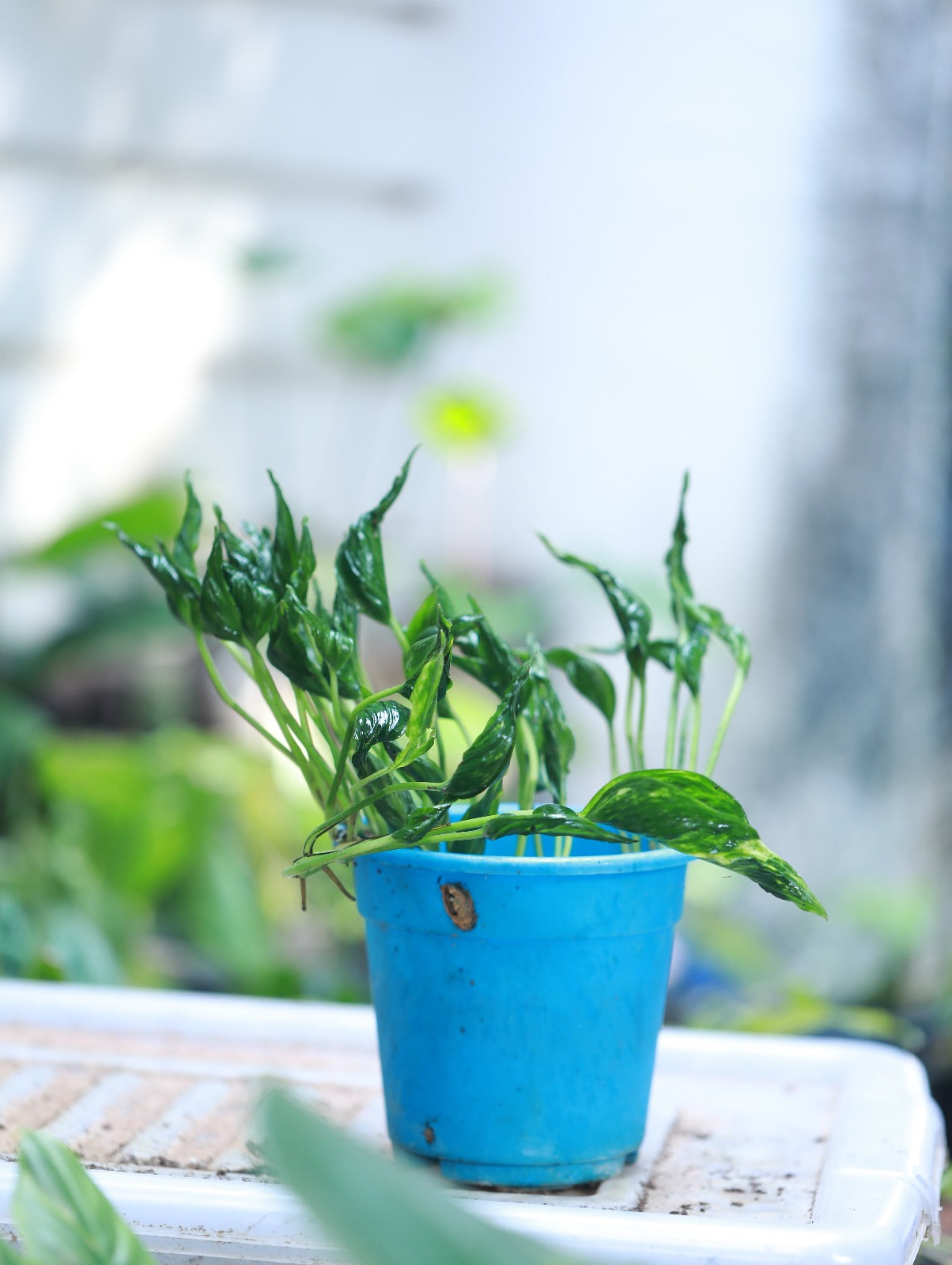 Epipremnum Shangri La 'Sleeping Pothos'