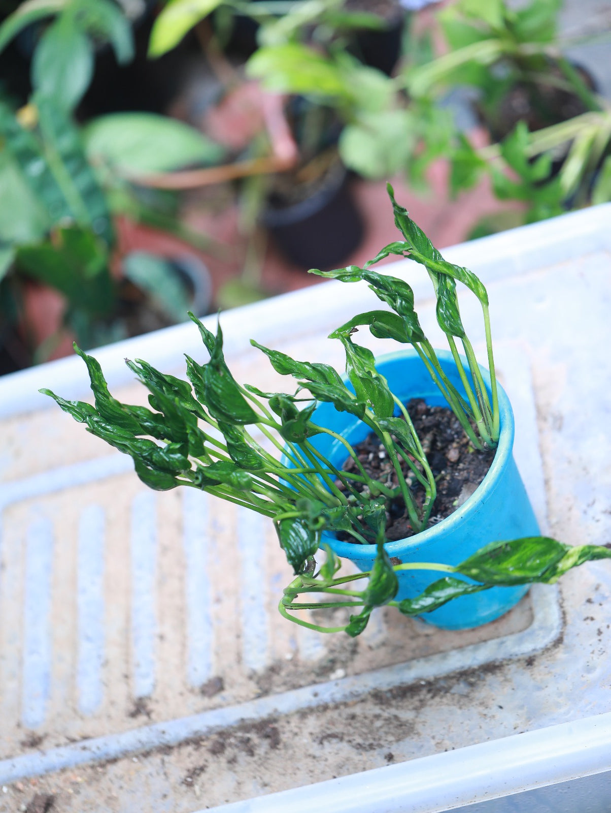 Epipremnum Shangri La 'Sleeping Pothos'