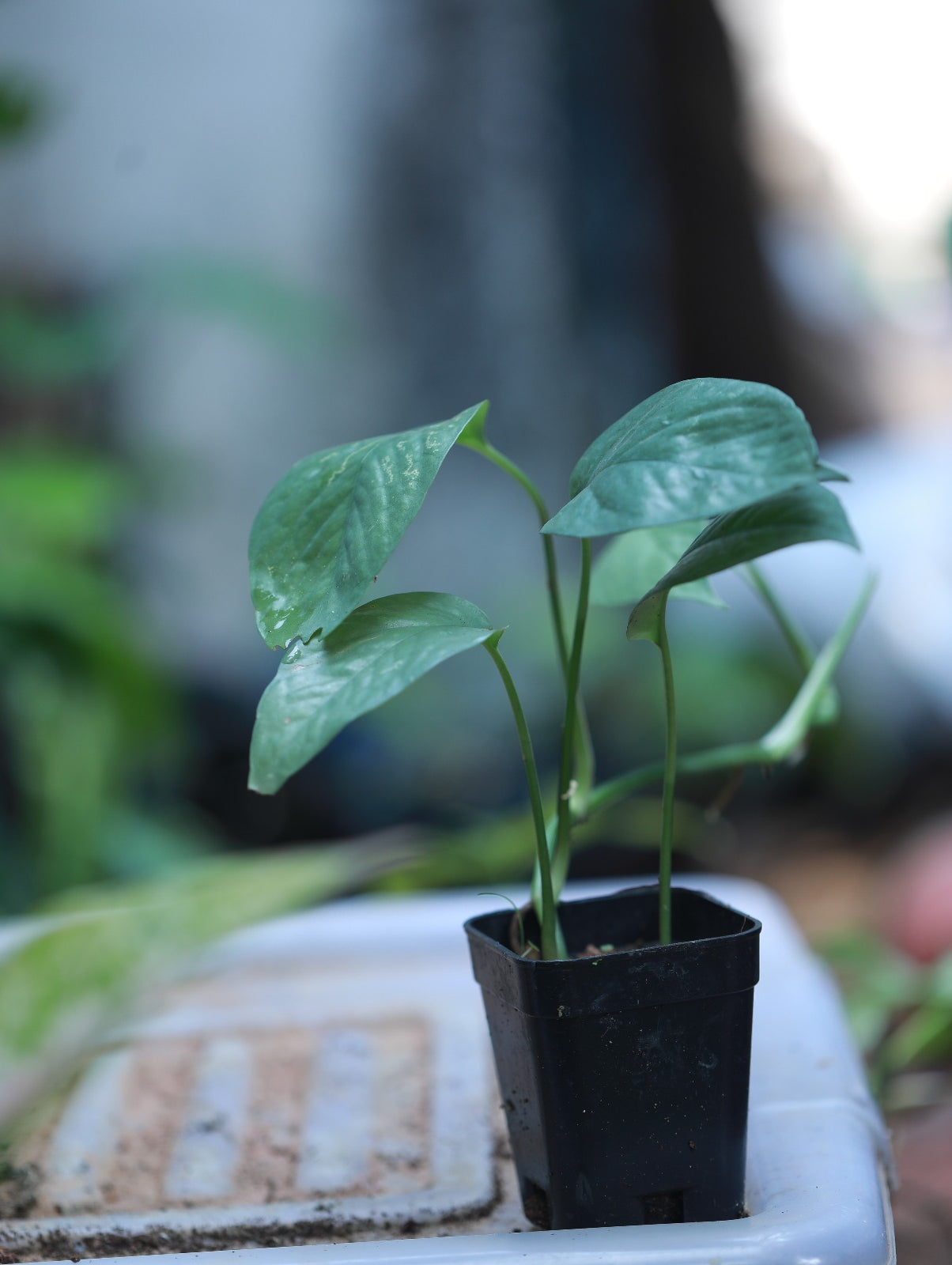 Epipremnum Pinnatum Cebu Blue