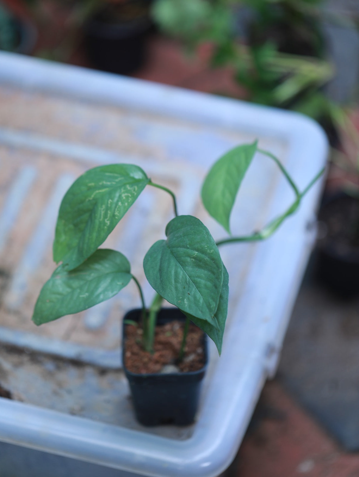 Epipremnum Pinnatum Cebu Blue