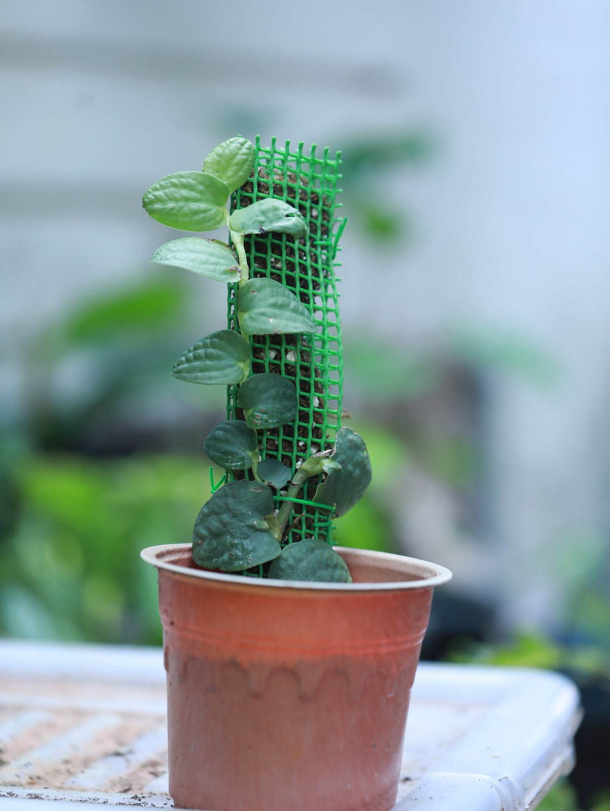 Rhaphidophora Korthalsii