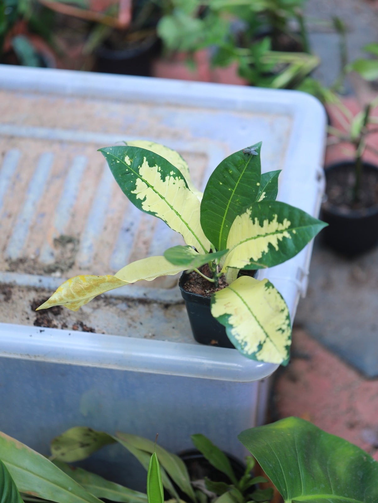 Croton Yellow Iceton