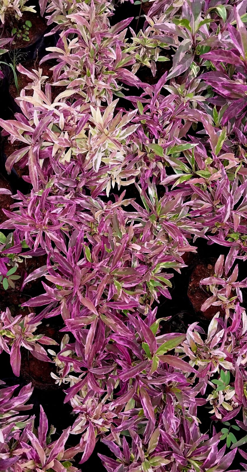 Barleria Obtusa 'Purple Gem'