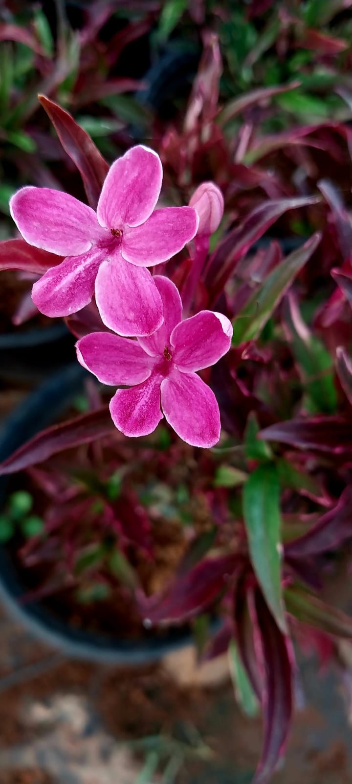 Barleria Obtusa 'Purple Gem'