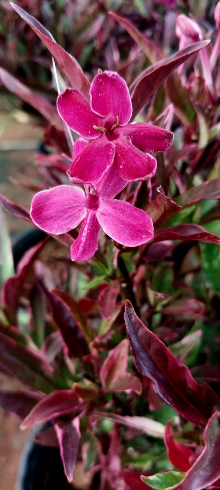 Barleria Obtusa 'Purple Gem'