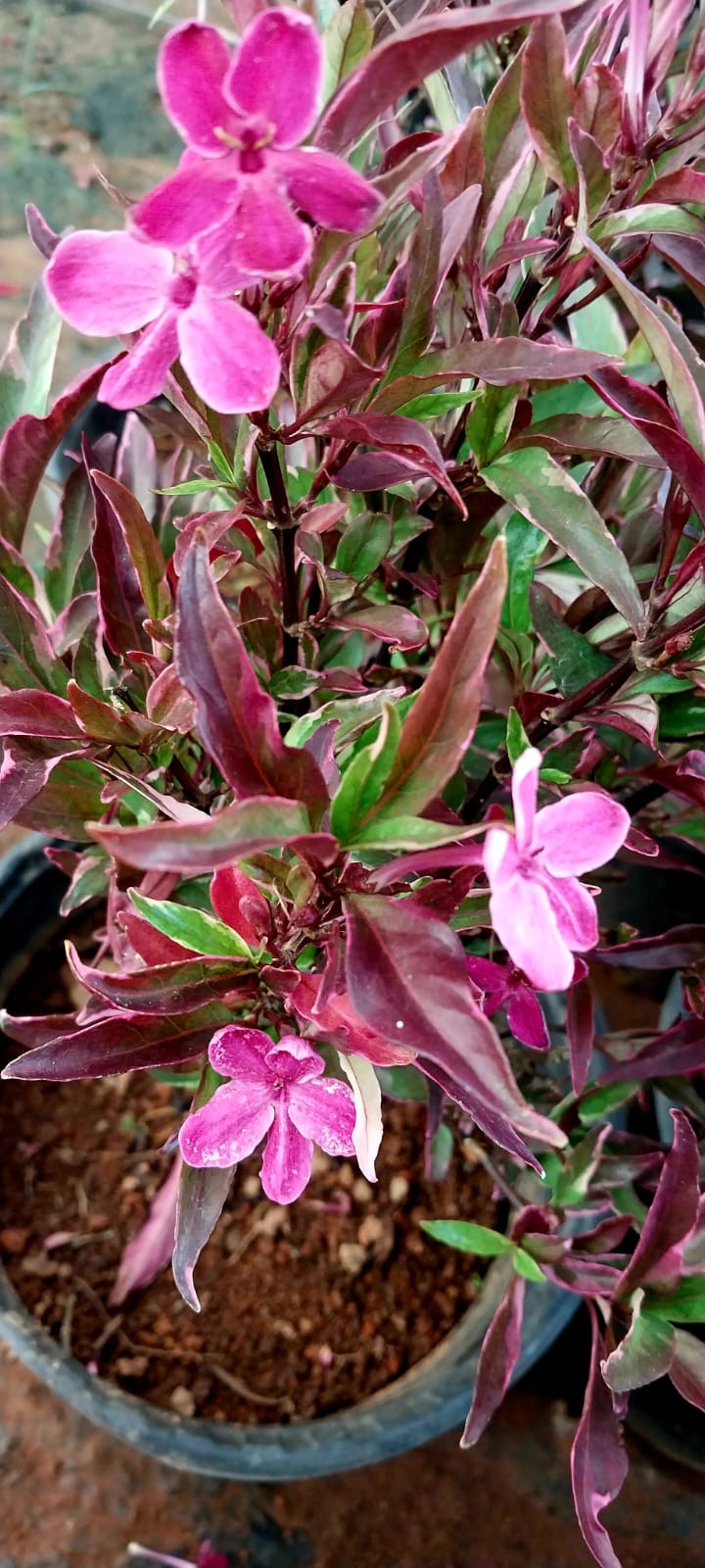 Barleria Obtusa 'Purple Gem'
