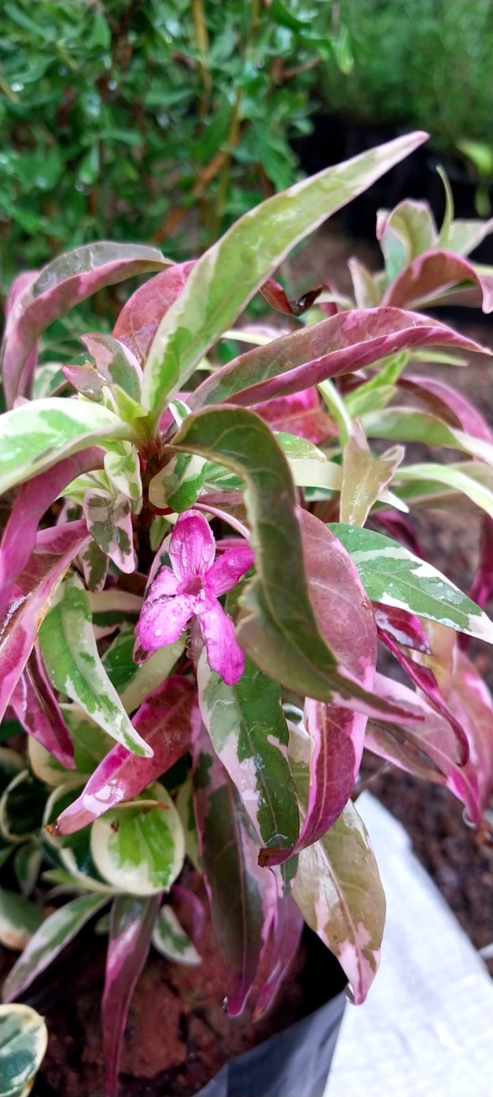 Barleria Obtusa 'Purple Gem'