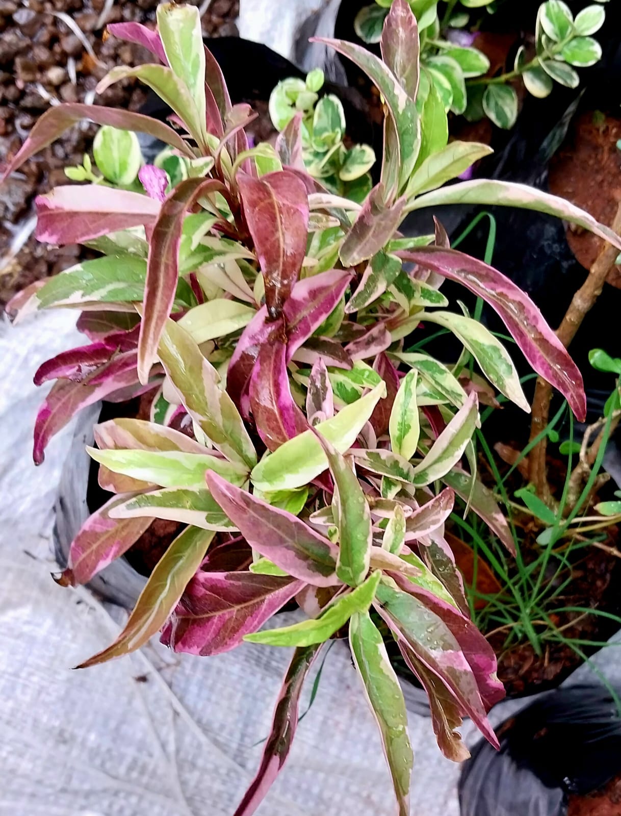 Barleria Obtusa 'Purple Gem'