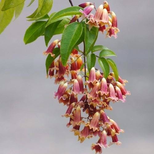 Pandorea 'Ruby Belle' / Wonga Wonga Vine