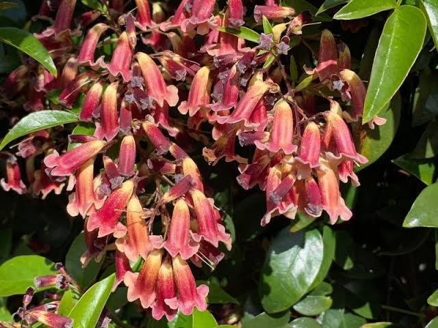 Pandorea 'Ruby Belle' / Wonga Wonga Vine